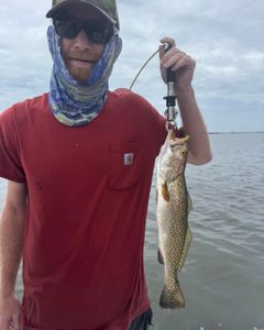 Spotted weakfish caught in Aransas Pass during fishing