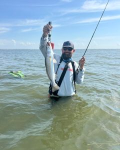 Spotted Weakfish caught while fishing in TX