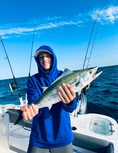 Atlantic Bonito fish caught in MA