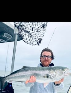 Bluefish caught while fishing in MA