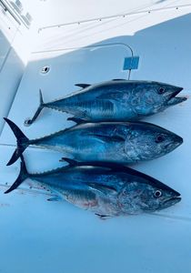 3 fish caught while fishing in Bourne