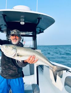 A single bluefish, 35 inches long, caught while fishing in MA.