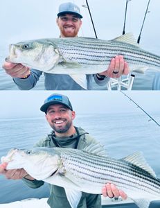 Two striped bass fish caught in MA