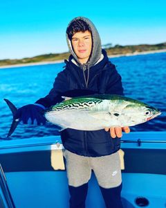 Little Tunny fish caught while fishing in MA