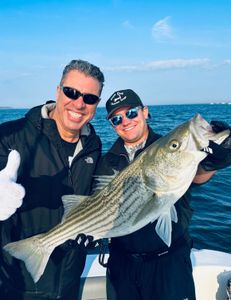 A striped bass caught in MA