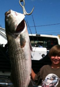 Striped bass fish caught in Bourne