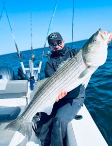 Striped bass caught at Bourne
