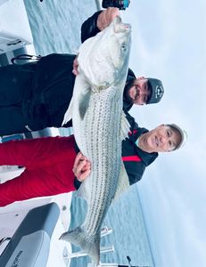 Striped bass caught by two anglers in Bourne