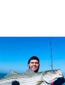 Striped bass caught in Bourne