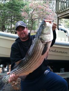 Striped bass caught in Bourne