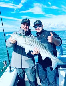 Striped bass caught in Bourne