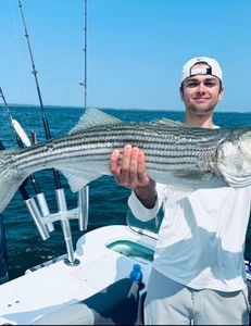 Striped bass caught by fisherman in Bourne