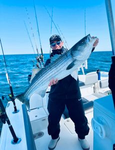 Striped bass caught while fishing in Bourne