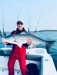 Striped bass caught by fisherman in Bourne