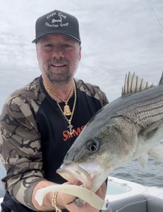 Striped bass caught while fishing in Bourne