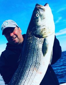 Striped bass caught in Bourne