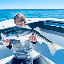 Striped bass caught in Bourne
