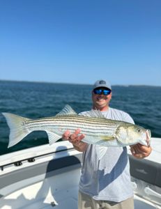 A single striped bass caught in Bourne, Massachusetts