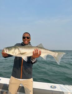 Striped bass caught in Bourne, Massachusetts