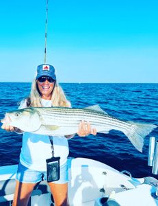 Striped bass caught in Bourne, Massachusetts