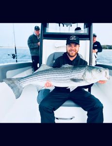 Striped bass caught in Bourne, Massachusetts