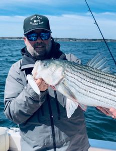 Striped bass caught in Bourne, Massachusetts