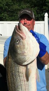 Striped bass catch in MA