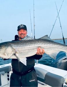 Striped bass caught in Bourne
