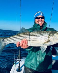 Striped bass being caught by a person in MA