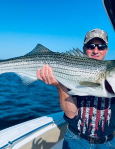 Striped bass caught in MA