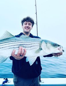 Striped bass caught in MA