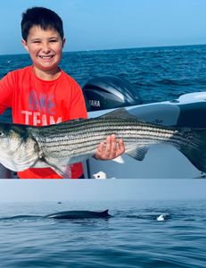 Striped bass caught while fishing in MA