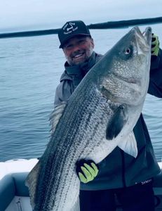 Striped bass caught in MA