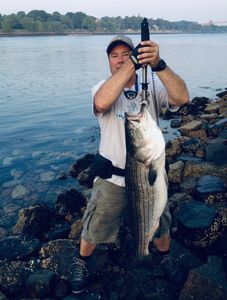 Striped bass caught while fishing in MA