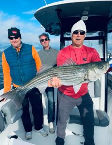 Striped bass caught while fishing in MA