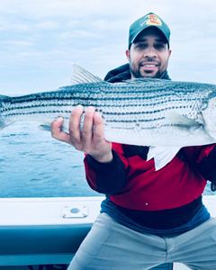 A striped bass caught on a fishing trip in MA