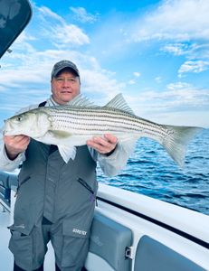 Striped bass caught while fishing in MA