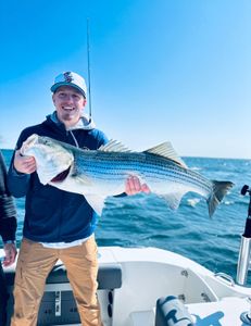 Striped bass fishing in MA