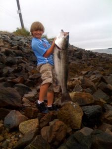 Striped bass caught in MA