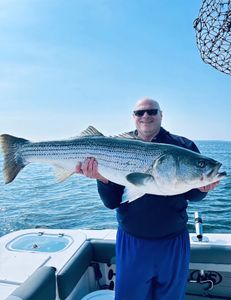 Striped bass caught in MA