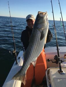 Striped bass fishing in MA