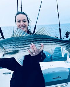 Striped bass caught in MA