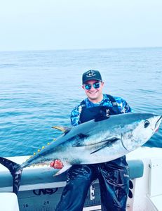 Yellowfin Tuna, a single large fish caught in Bourne