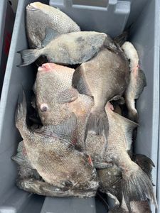 Heavy gray triggerfish haul stacked in the cooler after a strong offshore fishing trip