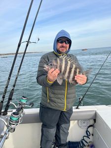 Thick black sea bass landed during a strong nearshore fishing bite