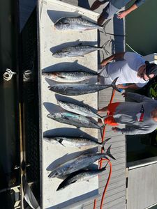 A group of 8 King Mackerel and Blackfin Tuna fish caught during a fishing trip in Murrells Inlet