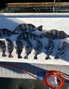 School of black drum and sheepshead fish in unknown location
