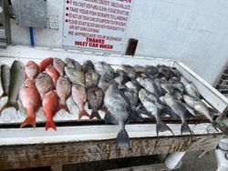 8 fish caught while fishing in SC
