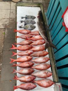 12 fish caught while fishing in SC
