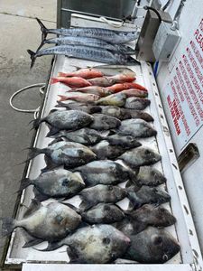 7 Wahoo fish and Grey triggerfish caught in SC
